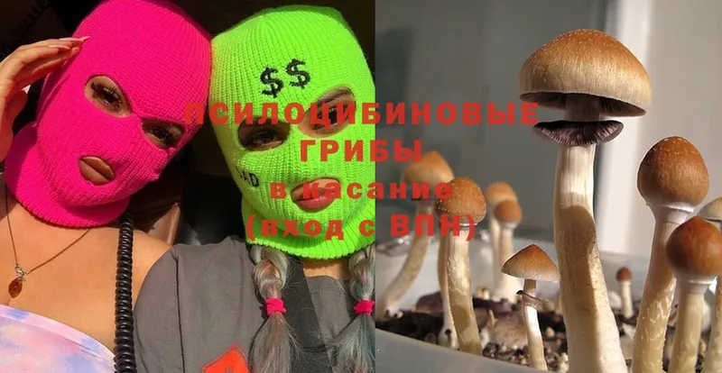 где можно купить наркотик  Сатка  Псилоцибиновые грибы Psilocybine cubensis 